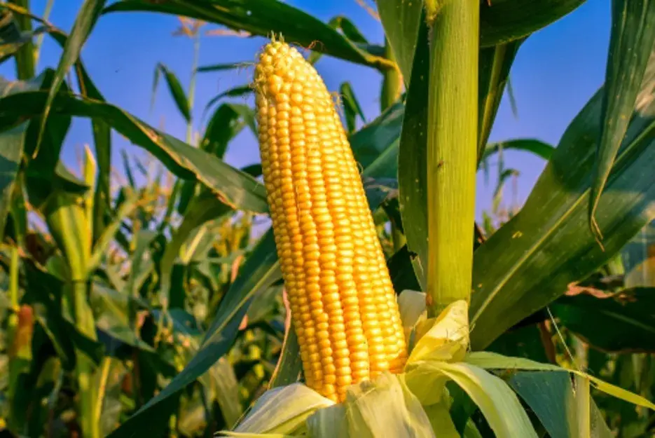 CM Chandrababu reviews issues of cotton and corn farmers