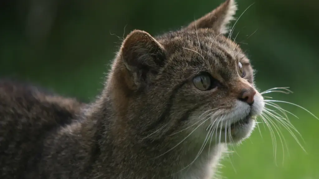 New Zealand declares war on feral cats
