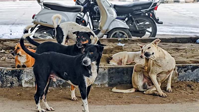 Breaking News – Stray Dogs : వీధి కుక్కల విషయంలో సుప్రీం కోర్ట్ మార్గదర్శకాలివే..