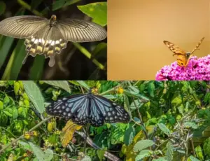 ములుగు అడవుల్లో గణనీయంగా పెరిగిన సీతాకోకచిలుకల సంఖ్య