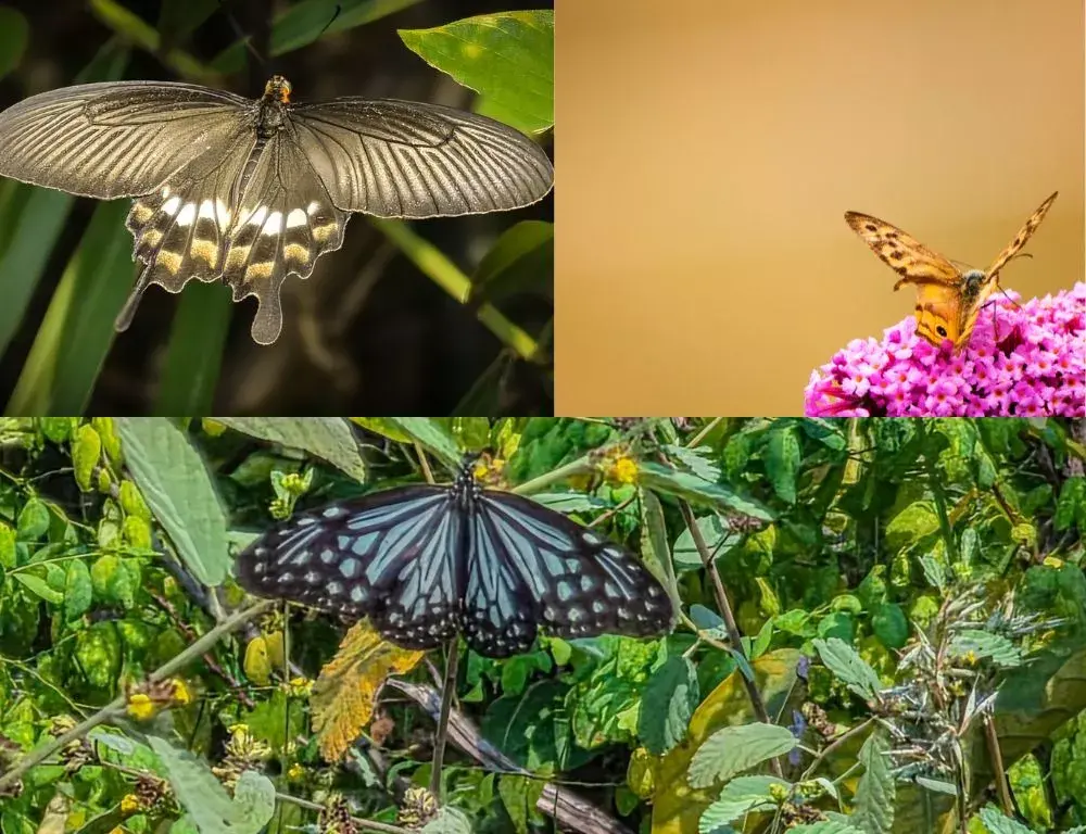 News Telugu: TG: ములుగు అడవుల్లో గణనీయంగా పెరిగిన సీతాకోకచిలుకల సంఖ్య