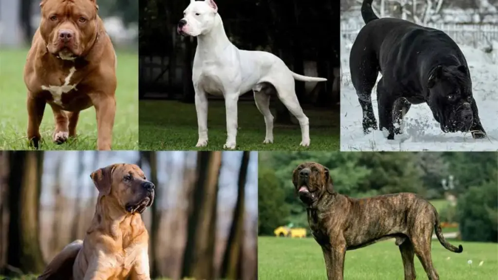Latest News: Dog breeds: 6 ప్రమాదకర కుక్కల జాతులపై నిషేధం