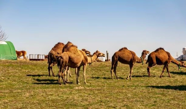 Latest news: Camels: కనుమరుగవుతున్న ‘ఎడారి నౌక’లు!