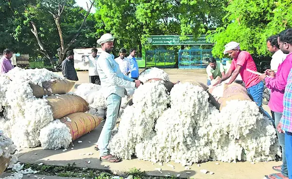CCI Rules: CCI rules are troubling cotton farmers
