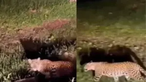 రోడ్డు పక్కన మాటేసిన చిరుత .. అవాక్కైన వాహనదారులు