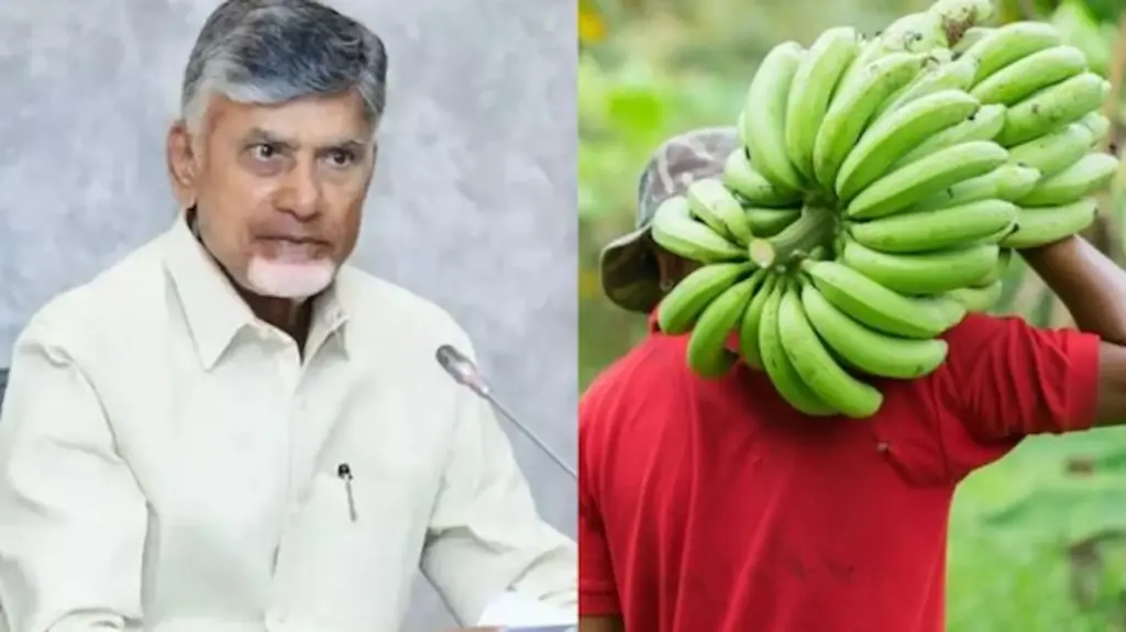 News Telugu: AP: పత్తి, మొక్కజొన్న రైతుల సమస్యలపై సీఎం చంద్రబాబు సమీక్ష