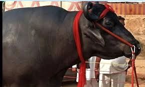 Anmol Buffalo