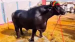 Anmol Buffalo