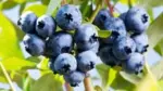 Blue berries