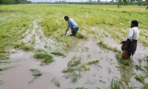ఏపీలో 1.64 లక్షల హెక్టార్లలో పంట నష్టం
