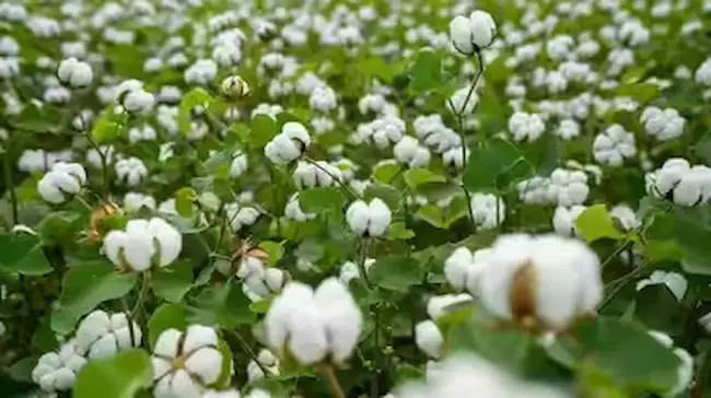 Latest Telugu news : Cotton : పత్తి కొనుగోళ్ల నిబంధనలు తొలగించాలి!