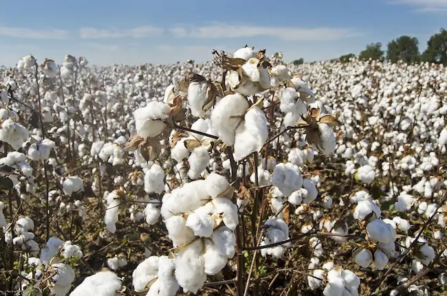 Cotton