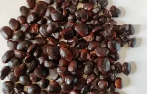 చింత గింజ‌ల‌తో ఎన్నో అద్భుత‌మైన లాభాలు