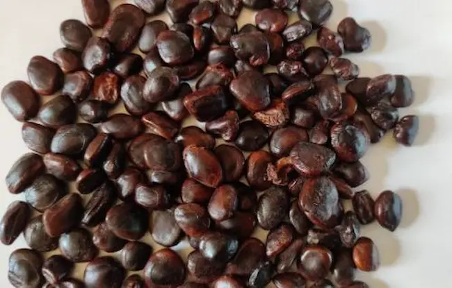 Latest Telugu news : Tamarind Seeds : చింత గింజ‌ల‌తో ఎన్నో అద్భుత‌మైన లాభాలు