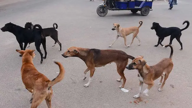 Latest Telugu news : Stray dogs: వీధి కుక్కల నియంత్రణలో నెదర్లాండ్స్ ఆదర్శం