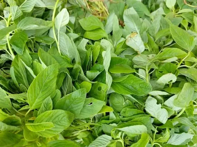 Amaranth Leaves