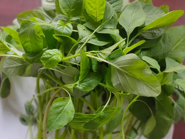 Amaranth Leaves