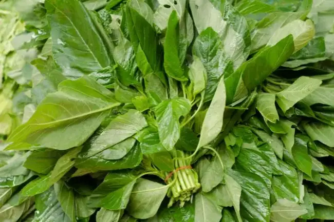 Latest Telugu News : Amaranth Leaves : తోట‌కూర‌తో క‌లిగే లాభాలు తెలిస్తే ఆశ్చ‌ర్య‌పోతారు..!