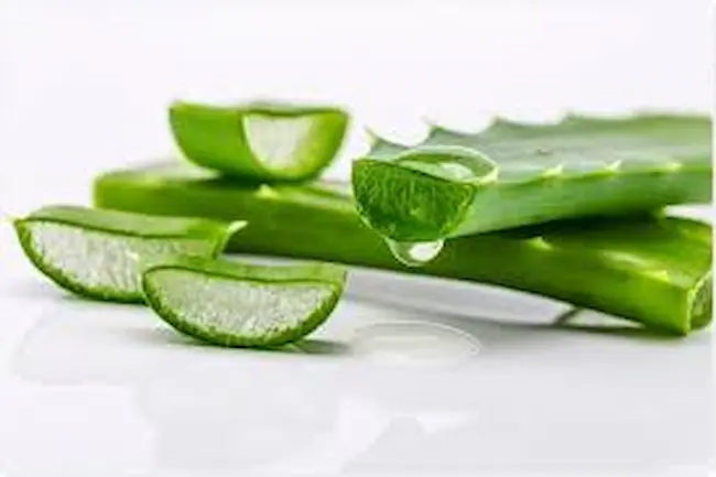 Aloe vera 