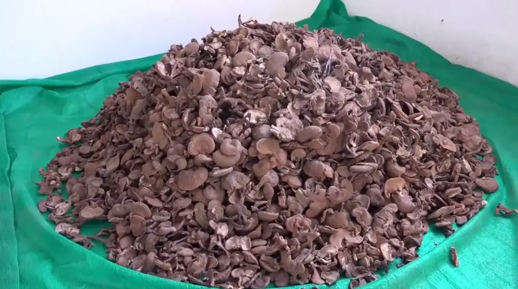 Telugu News: Mushroom Farming: ఔషధ గుణాల ‘మాజికల్ మాష్రూమ్’ సాగు : రైతు సక్సెస్ స్టోరీ