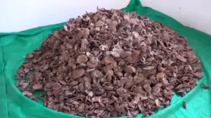 ఔషధ గుణాల ‘మాజికల్ మాష్రూమ్’ సాగు : రైతు సక్సెస్ స్టోరీ