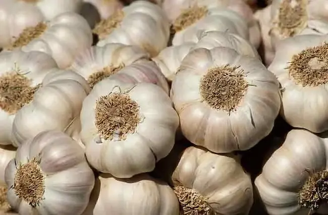 Garlic 