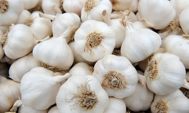 Garlic 