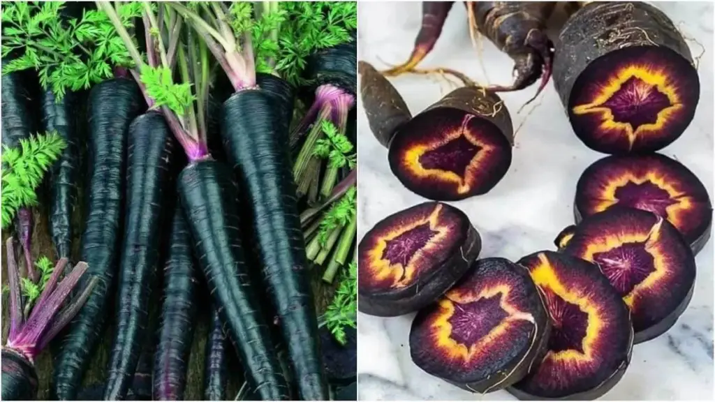Black Carrot: బ్లాక్ క్యారెట్ ఆరోగ్య పోషకాలు