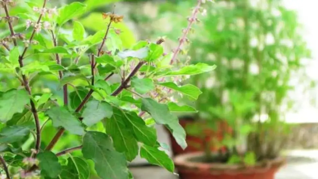 Tulasi Leaves: తులసి ఆకులు నమలకూడదా? నిపుణుల సూచన