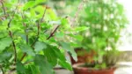 Tulasi Leaves