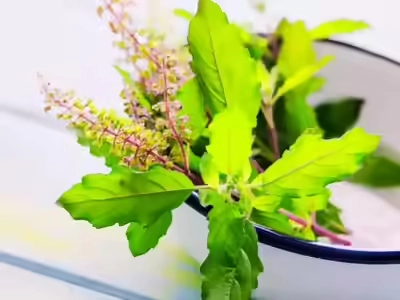 Tulasi Leaves