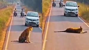 Telugu News: Maharastra: హైవేపై పులి.. గంటలపాటు నిలిచిపోయిన ట్రాఫిక్‌!