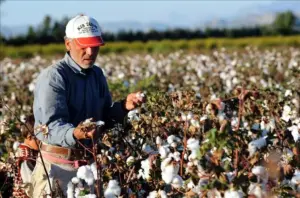 నేటి నుండి పత్తి కొనుగోళ్లు చేయాలి