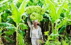 Banana Farmers