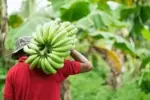 Banana Farmers