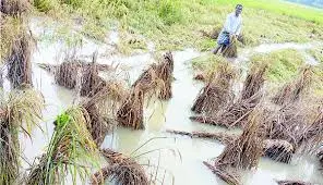 మొంథా నష్టం ఇదీ..