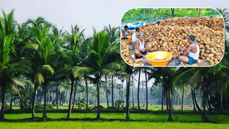 Breaking News – Coconut Price : కోనసీమలో భారీగా పడిపోయిన కొబ్బరికాయల ధరలు