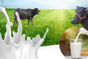 పాపం.. గేద పాలు తాగిన వారందరూ టీకాల కోసం పరుగో.. పరుగు