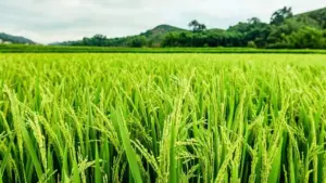 రైతులకు భారంగా కాంప్లెక్స్ రూ.100 వరకూ పెంపు