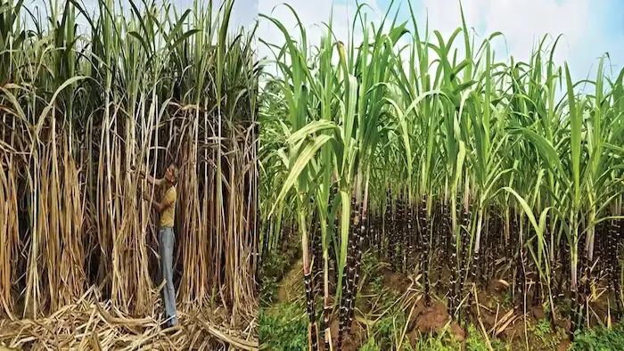 Bonus for sugarcane farmers too..?