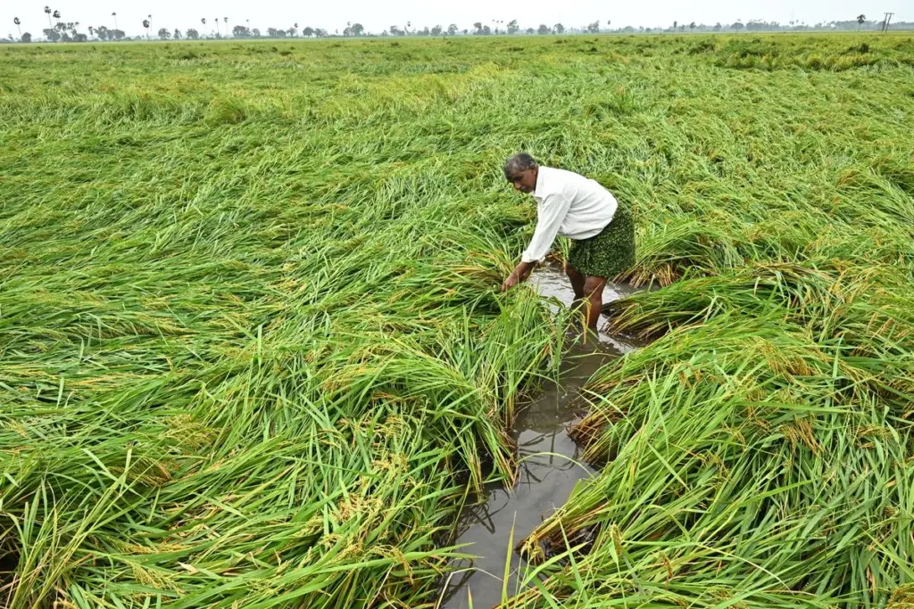 Telugu News: TG: మొంథా’తో 1,17,757 ఎకరాల పంటలకు దెబ్బ