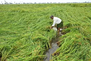 మొంథా’తో 1,17,757 ఎకరాల పంటలకు దెబ్బ