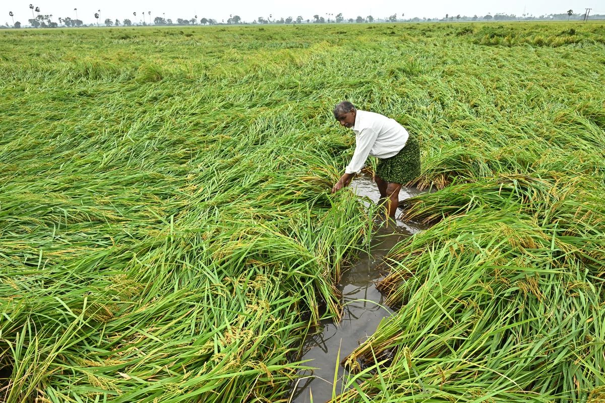 TG: మొంథా’తో 1,17,757 ఎకరాల పంటలకు దెబ్బ