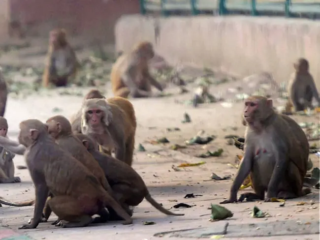 TG Crime: కోతుల భయంతో.. మెట్ల పైనుండి జారిపడి మహిళ మృతి