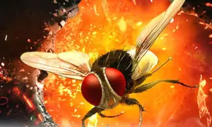 ఈగ మూవీ రీరిలీజ్ ఎప్పుడంటే?