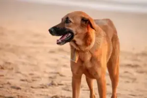 కుక్కల బేడాదతో చిన్నారులకు పొంచియున్న ముప్పు