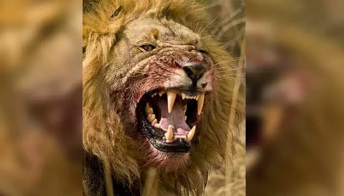 Telugu News: Brazil: సింహాన్ని దగ్గర నుంచి చూడాలనుకున్నాడు.. ప్రాణాలనే కోల్పోయాడు