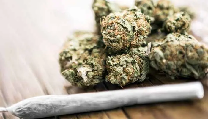 Ganjaayi: రూ.40కోట్ల భారీ విదేశీ గంజాయి పట్టివేత.. ఎక్కడంటే?