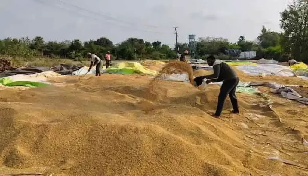 Paddy procurement is satisfactory