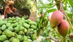 కేజీ మామిడికి రూ.8 ఇవ్వాల్సిందే